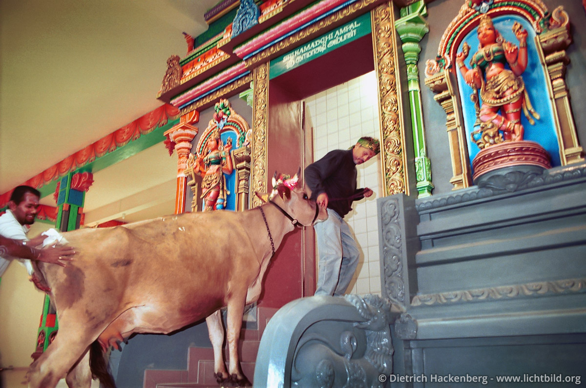 Westfälische Kuh im Tempel - Hindutempel, Hamm-Uentrop - Die Kuh eines westfälischen Bauern soll den Tempelraum, in dem die Göttin zu stehen kommt, durch ihren Urin einweihen. Foto © Dietrich Hackenberg