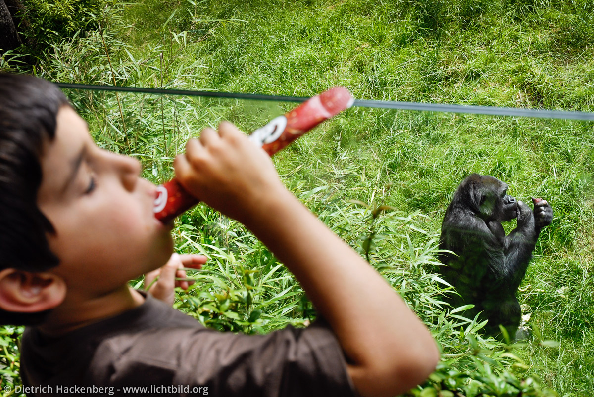 Evolution - Essender Junge vor Affe im Freilaufgehege eines Zoos - Foto © Dietrich Hackenberg
