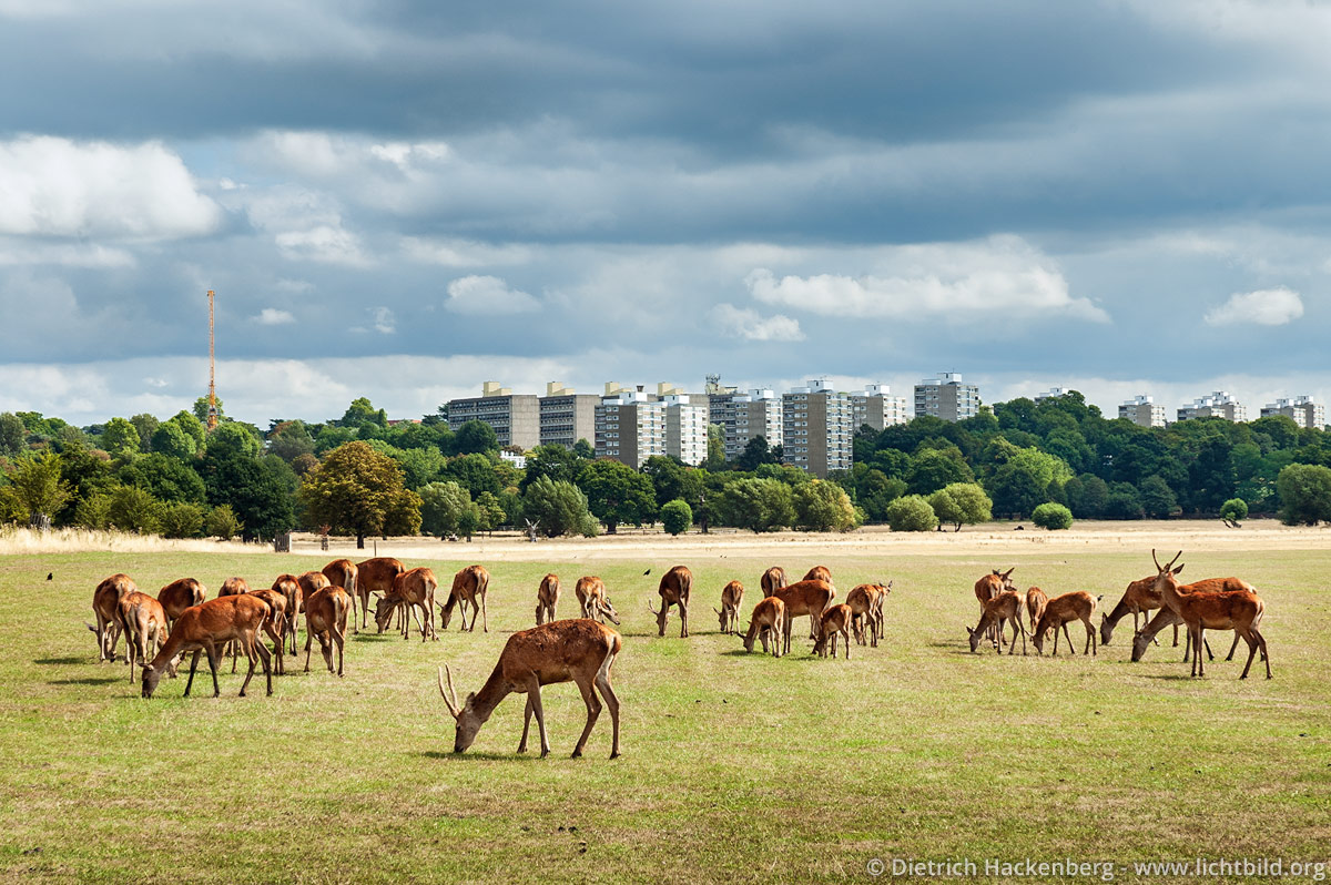 Rothirsche in Richmond Park - London, Großbritannien - Richmond Park ist er der größte ummauerte Park Europas in einem städtischen Gebiet. Hauptattraktionen sind Rudel von 650 Rothirschen und Damhirschen, die im Park frei umher laufen. © Foto Dietrich Hackenberg