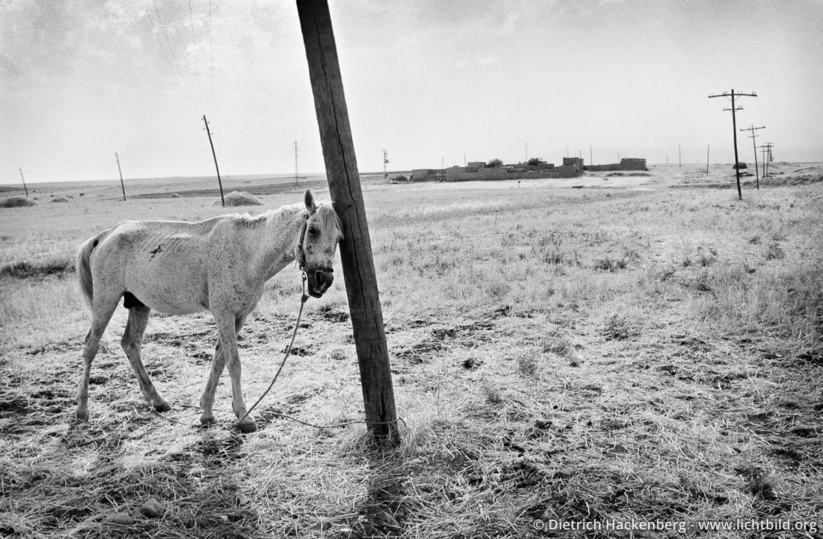 Angetüdertes Pferd - Nahe der syrischen Grenze, Türkei 1991 - Foto © Dietrich Hackenberg